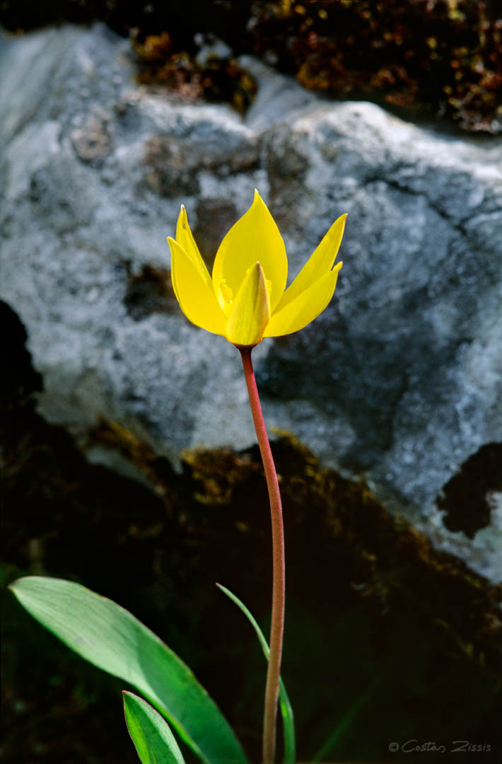 Tulipa sylvestris, ssp. australis